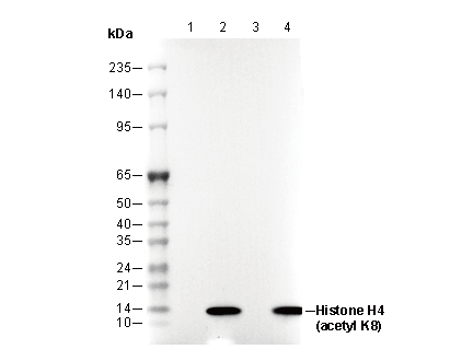 F2462-wb