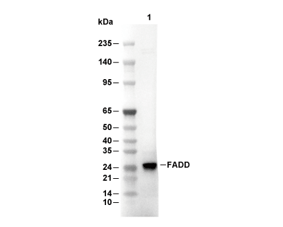 FADD Antibody [P17H10] WB