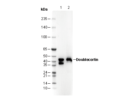 F2470-wb