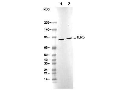 TLR5 Antibody [N18E4] WB