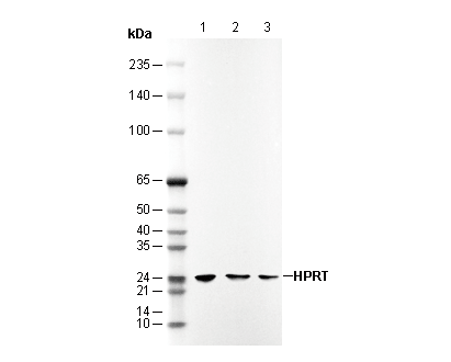 F2473-wb