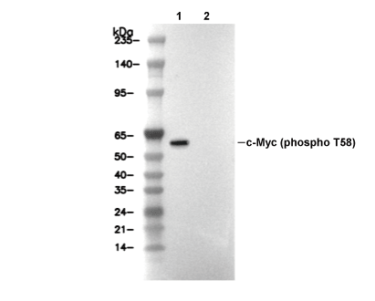 Phospho-c-Myc (Thr58) Antibody [L1K9] WB