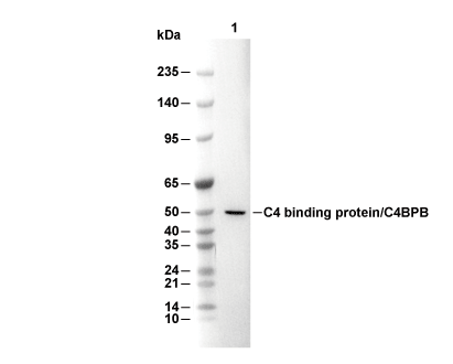 C4 binding protein/C4BPB Antibody [K15D12] WB