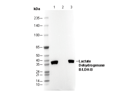 F2493-wb