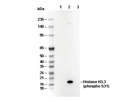Phospho-Histone H3.3 (Ser31) Antibody [C20A16] WB