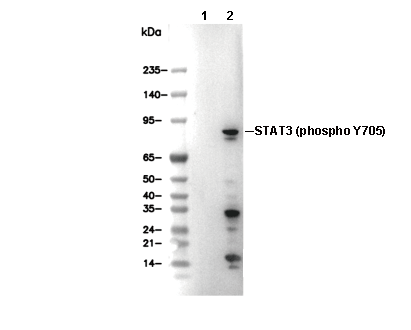 Phospho-STAT3 (Tyr705) (L7D9) Antibody [L7D9] WB