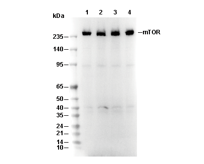 F2516-wb