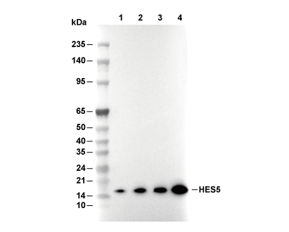 HES5 Antibody [A22C15] WB