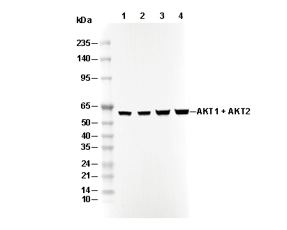 AKT1 + AKT2 Antibody [J5D22] WB