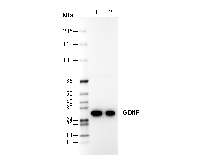 F2576-wb