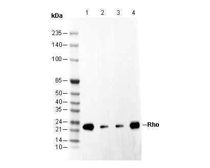 F2578-wb