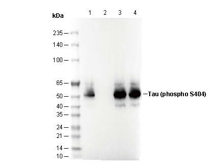 F2593-wb