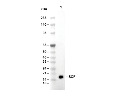 SCF Antibody [K20P17] WB