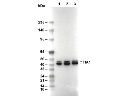 F2596-wb