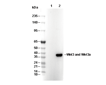 Wnt3 and Wnt3a Antibody [J20B9] WB