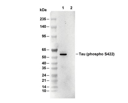 Phospho-Tau (Ser422) Antibody [L19H1] WB