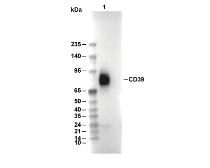 F2610-wb
