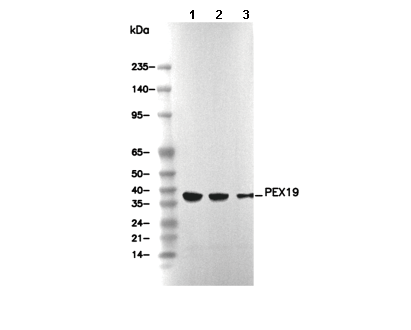F2617-wb