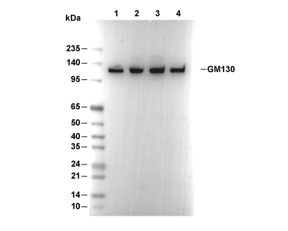 GM130 (cis-Golgi Marker) Antibody [A12L1] WB