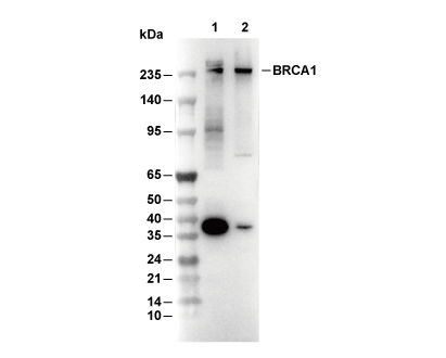 BRCA1 Antibody [N12F20] WB