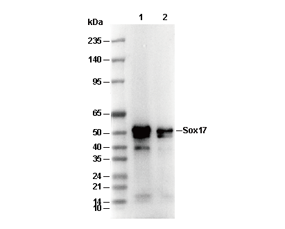 Sox17 Antibody [F17E24] WB