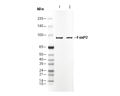 F2642-wb