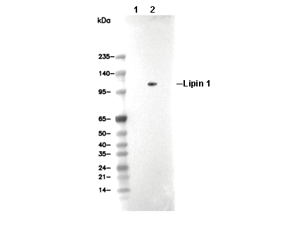 Lipin 1 Antibody [G22A22] WB