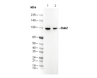 F2646-wb