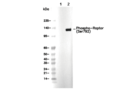 Phospho-Raptor (Ser792) Antibody [E22L12] WB