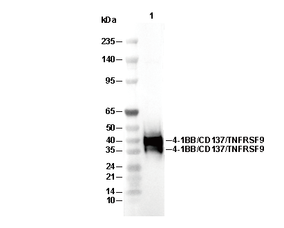 4-1BB/CD137/TNFRSF9 Antibody [E8D4] WB