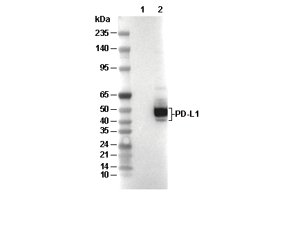 PD-L1 Antibody [P4L19] WB