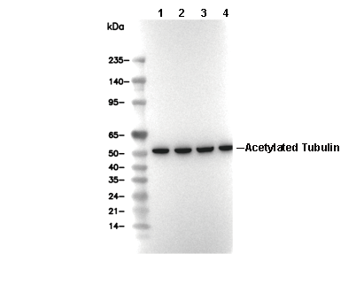 Acetyl-&alpha;-Tubulin (Lys40) Antibody [F22D16] WB