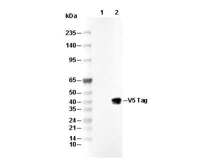 V5 Tag Antibody [L19E11] WB