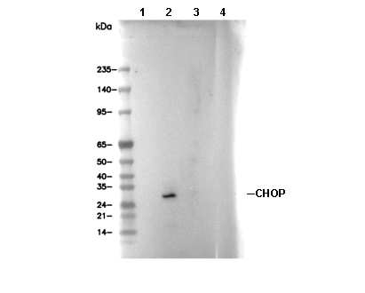CHOP Antibody [C21N8] WB
