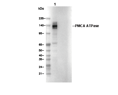 PMCA ATPase Antibody [C12G10] WB