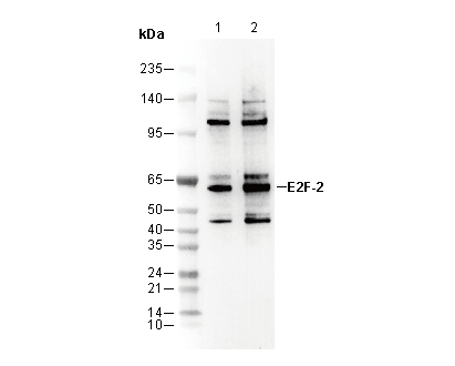 E2F-2 Antibody [B23B19] WB