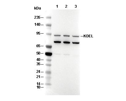 KDEL Antibody [E23K12] WB