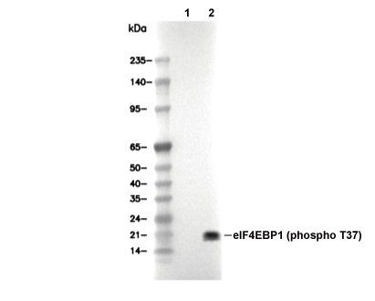 F2723-wb