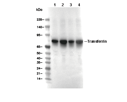 Transferrin Antibody [F4N15] WB