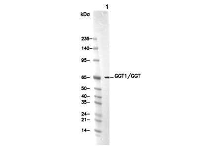 GGT1/GGT Antibody [N21M12] WB