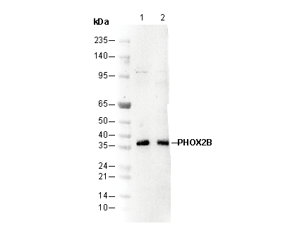 PHOX2B C-terminal Antibody [C18L18] WB