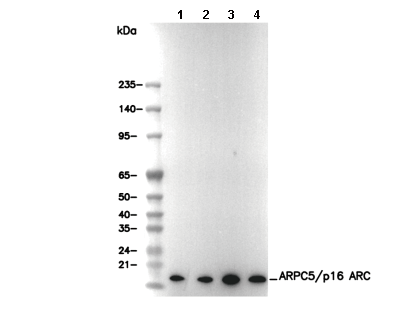 ARPC5/p16 ARC Antibody [G16G3] WB