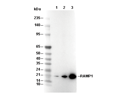 RAMP1 Antibody [N11L21] WB
