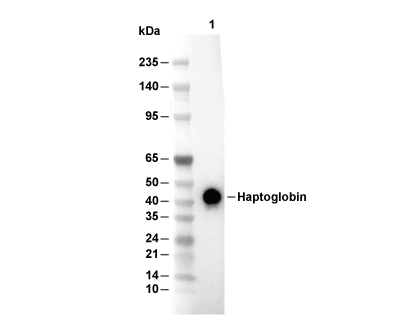 Haptoglobin Antibody [B3H20] WB