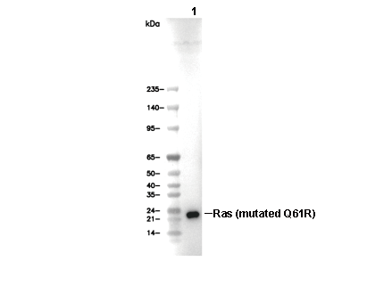 Ras (mutated Q61R) Antibody [E15B9] WB