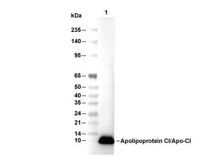 Apolipoprotein CI/Apo-CI Antibody [N16B24] WB