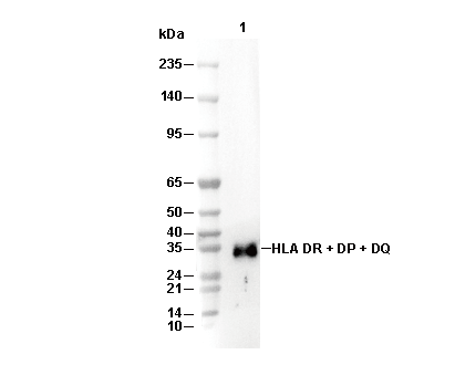 HLA DR + DP + DQ Antibody [G22B16] WB