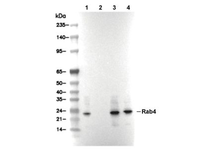 Rab4-Early Endosome Marker Antibody [G1G11] WB