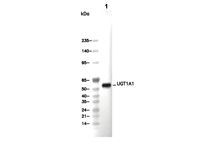 UGT1A1 Antibody [B18H17] WB
