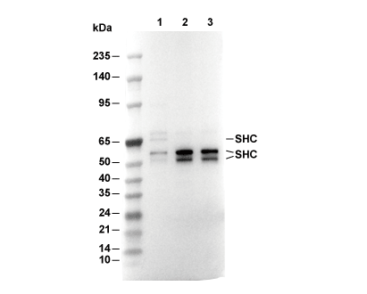 SHC Antibody [N2E16] WB